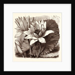 October. Nymphaea Coerulea. Nymphaea Devoniensis by Anonymous