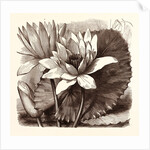 October. Nymphaea Coerulea. Nymphaea Devoniensis by Anonymous