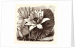 October. Nymphaea Coerulea. Nymphaea Devoniensis by Anonymous