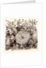 November. Babingtonia Camphorosma by Anonymous