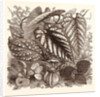 December. Sonerilla Margaritacea. by Anonymous