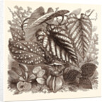 December. Sonerilla Margaritacea. by Anonymous