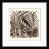 December. Sonerilla Margaritacea. by Anonymous