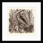 December. Sonerilla Margaritacea. by Anonymous