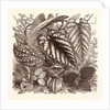 December. Sonerilla Margaritacea. by Anonymous
