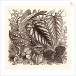 December. Sonerilla Margaritacea. by Anonymous