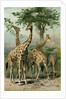 South African Giraffes by Anonymous