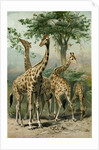 South African Giraffes by Anonymous