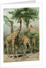 South African Giraffes by Anonymous