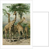 South African Giraffes by Anonymous