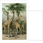 South African Giraffes by Anonymous