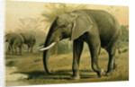 African Elephant by Anonymous