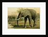 African Elephant by Anonymous