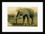 African Elephant by Anonymous