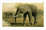 African Elephant by Anonymous