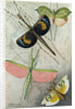 Orthoptera by Anonymous