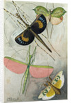 Orthoptera by Anonymous