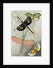 Orthoptera by Anonymous