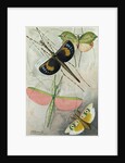 Orthoptera by Anonymous