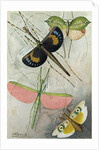 Orthoptera by Anonymous
