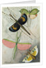 Orthoptera by Anonymous