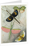 Orthoptera by Anonymous