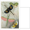 Orthoptera by Anonymous