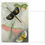 Orthoptera by Anonymous