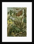 Nature Nineteenth Century Flower Leaves Tree Beetle by Anonymous