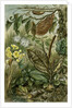 Nature Nineteenth Century Flower Leaves Tree Beetle by Anonymous