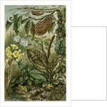 Nature Nineteenth Century Flower Leaves Tree Beetle by Anonymous