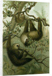The Two-Toed Sloth by Anonymous