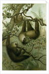 The Two-Toed Sloth by Anonymous