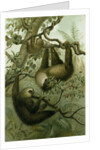 The Two-Toed Sloth by Anonymous
