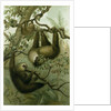 The Two-Toed Sloth by Anonymous