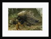 Crested Porcupine by Anonymous