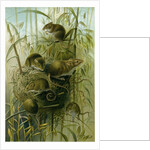 Harvest Mouse by Anonymous