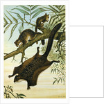 Flying Squirrel by Anonymous