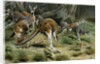 The Red Kangaroo by Anonymous