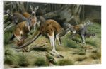 The Red Kangaroo by Anonymous