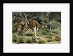 The Red Kangaroo by Anonymous