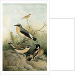 Wheatear Stonechat and Whinchat by Anonymous