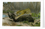 Jaguar Killing Tapir by Anonymous