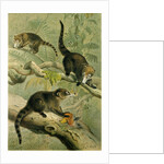 White-Nosed Coati by Anonymous