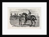Horse by Anonymous