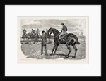Horse by Anonymous