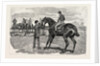 Horse by Anonymous