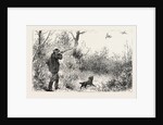Woodcock Shooting by Anonymous
