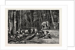 Natives Felling Timber in a Forest Perseverance Property, Gold Mining in Wynaad, India by Anonymous