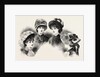 1882 Fashionable Hats by Anonymous